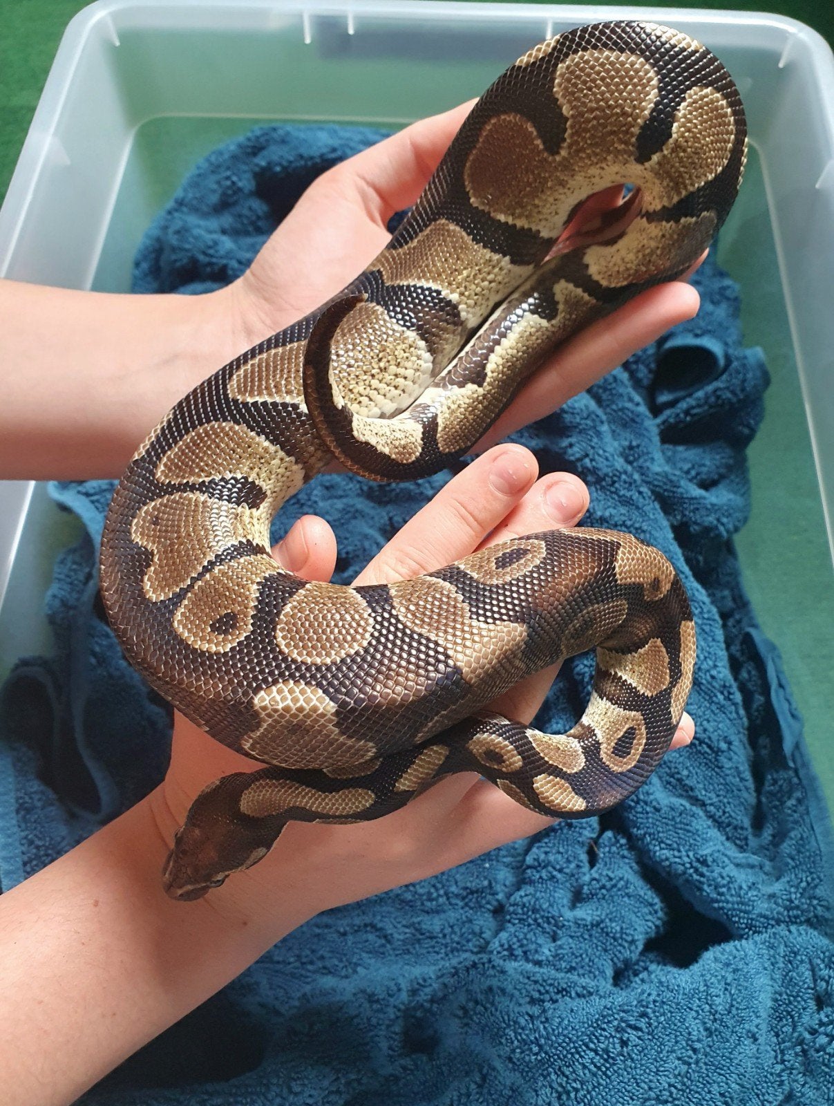 Prachtige handtamme koningspython! Ball Python photo 2