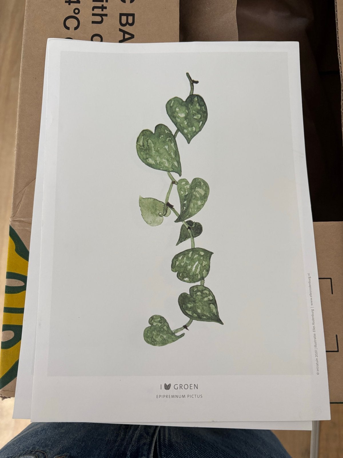 Epipremnum Pictus 'I love Groen' print Intratuin, Minder dan 50 cm, Nieuw, Ophalen of Verzenden, Print