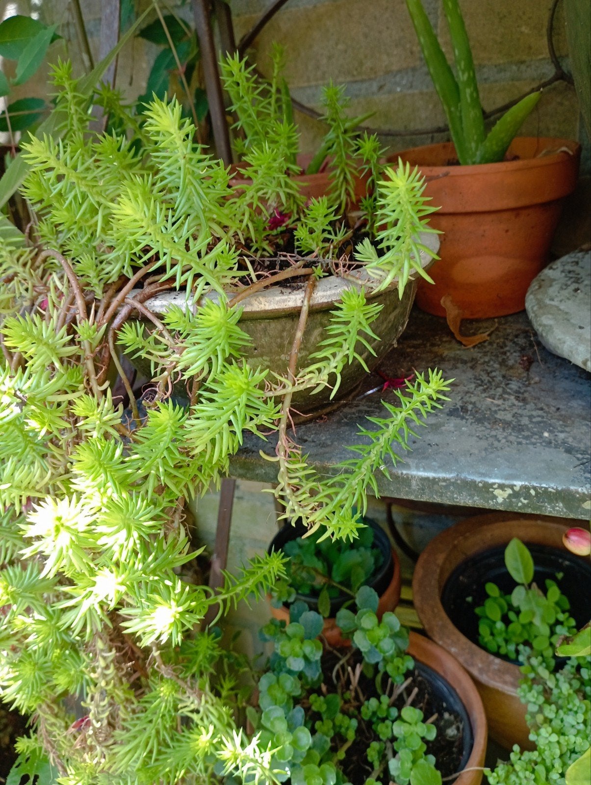 sedum rupestre, Bodembedekkers, Vaste plant, Ophalen of Verzenden, Halfschaduw