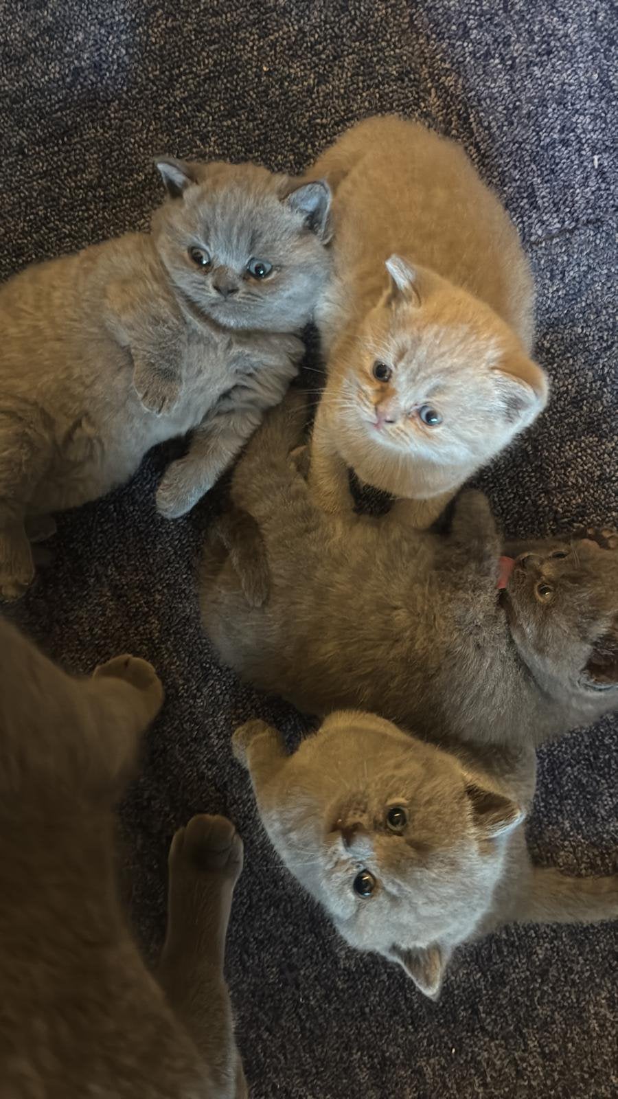 Brite korthaar prachtige sociale grote kittens❤️ Grijs/Lilac, Meerdere dieren, Ontwormd, 0 tot 2 jaar