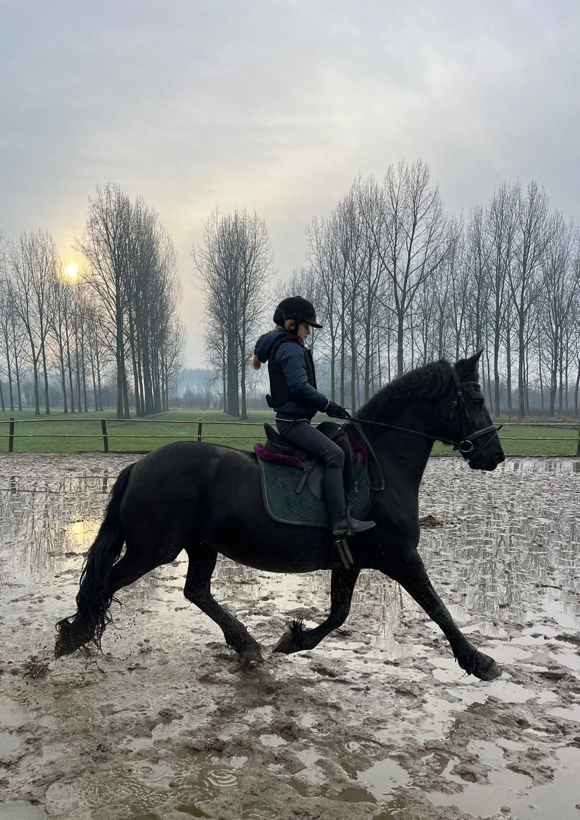 Verzorgpony/bijrijdpaard gezocht omgeving Geldermalsen, Ophalen, Nieuw