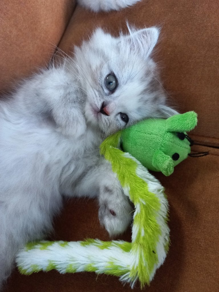 Prachtig en superlief Perzisch kitten, Meerdere dieren, Gechipt, 0 tot 2 jaar