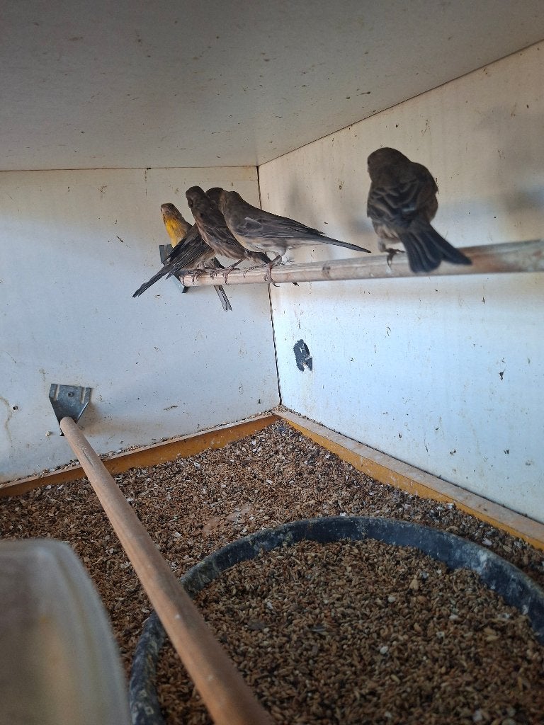 mexicaanse roodmussen en kwartels, Meerdere dieren, Tropenvogel
