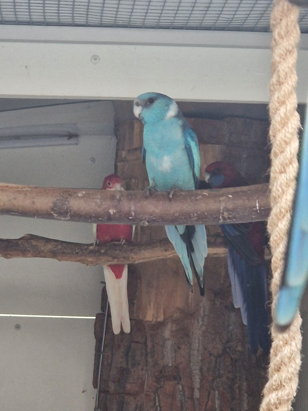 Blauwe Barnard, Mannelijk, Parkiet, Geringd