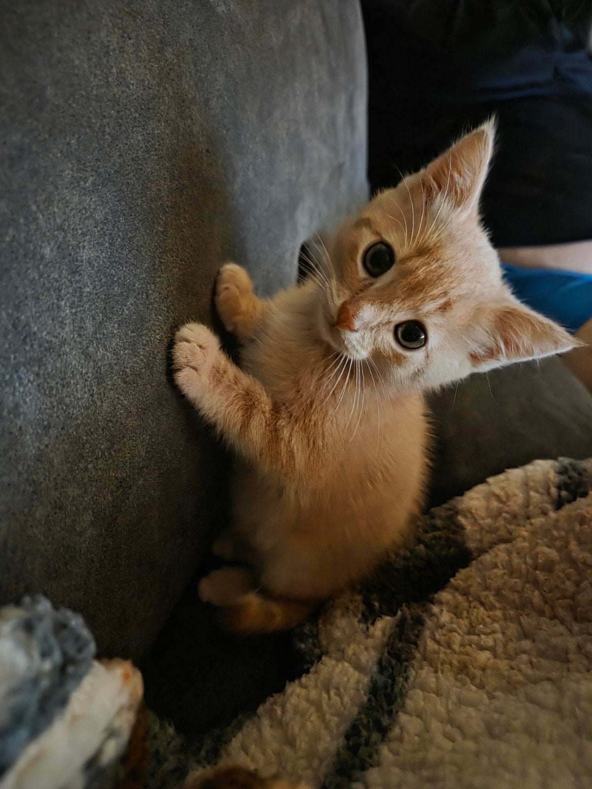 Kittens, Meerdere dieren