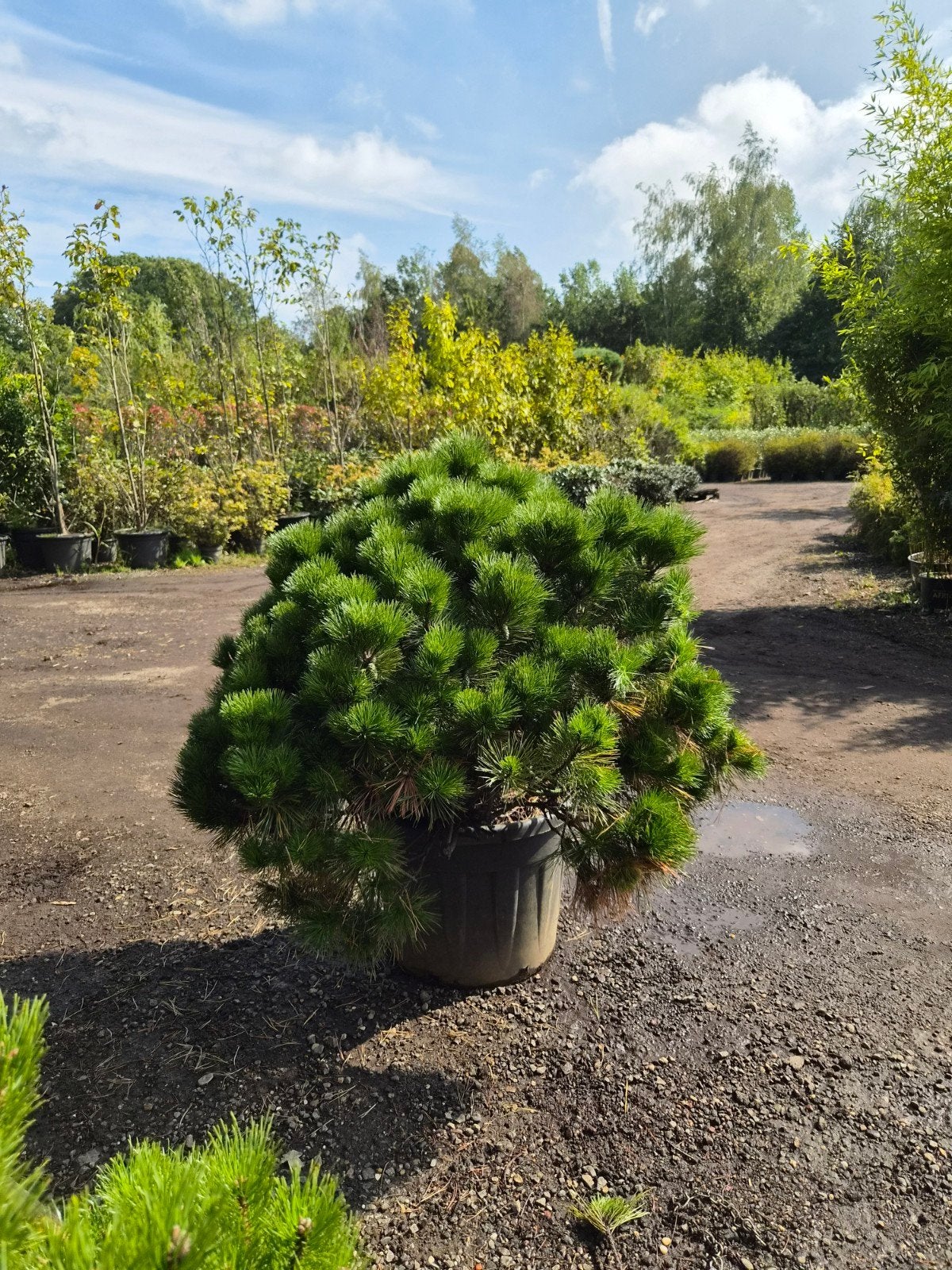 Pinus XXL - Grote Dwergden in pot, Tuin en Terras, Bloeit niet, Overige soorten, 100 tot 250 cm, Ophalen