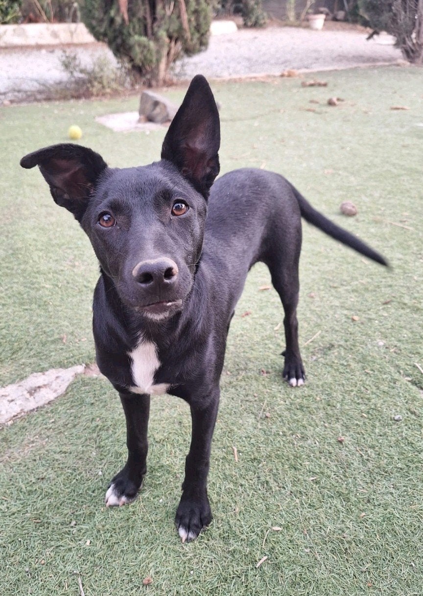 Lieve pup Loetje, 6mnd, gecastreerd, 15 weken tot 1 jaar, Buitenland, Eén hond, CDV (hondenziekte)