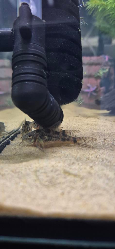 Corydoras paleatus, Dieren en Toebehoren, Vis