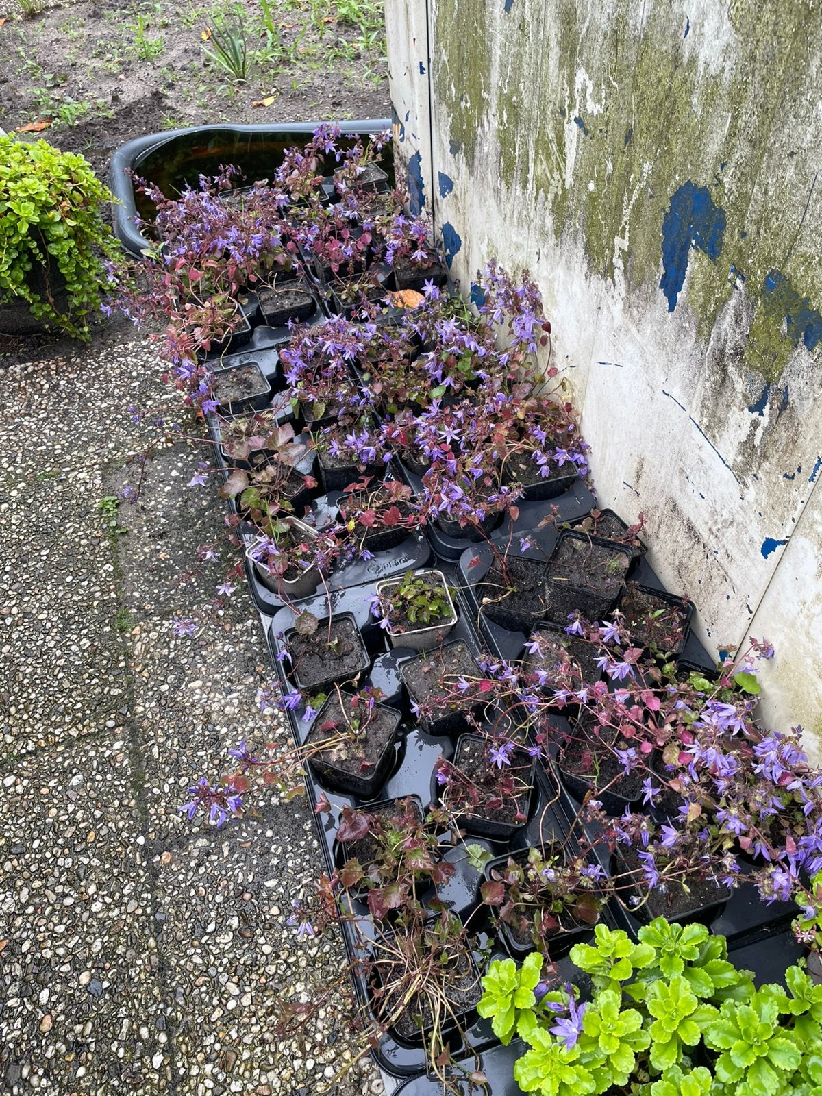 Campanula portenschlagiana - Dalmatische Klokjesbloem, Ophalen, Bodembedekkers, Vaste plant, Halfschaduw