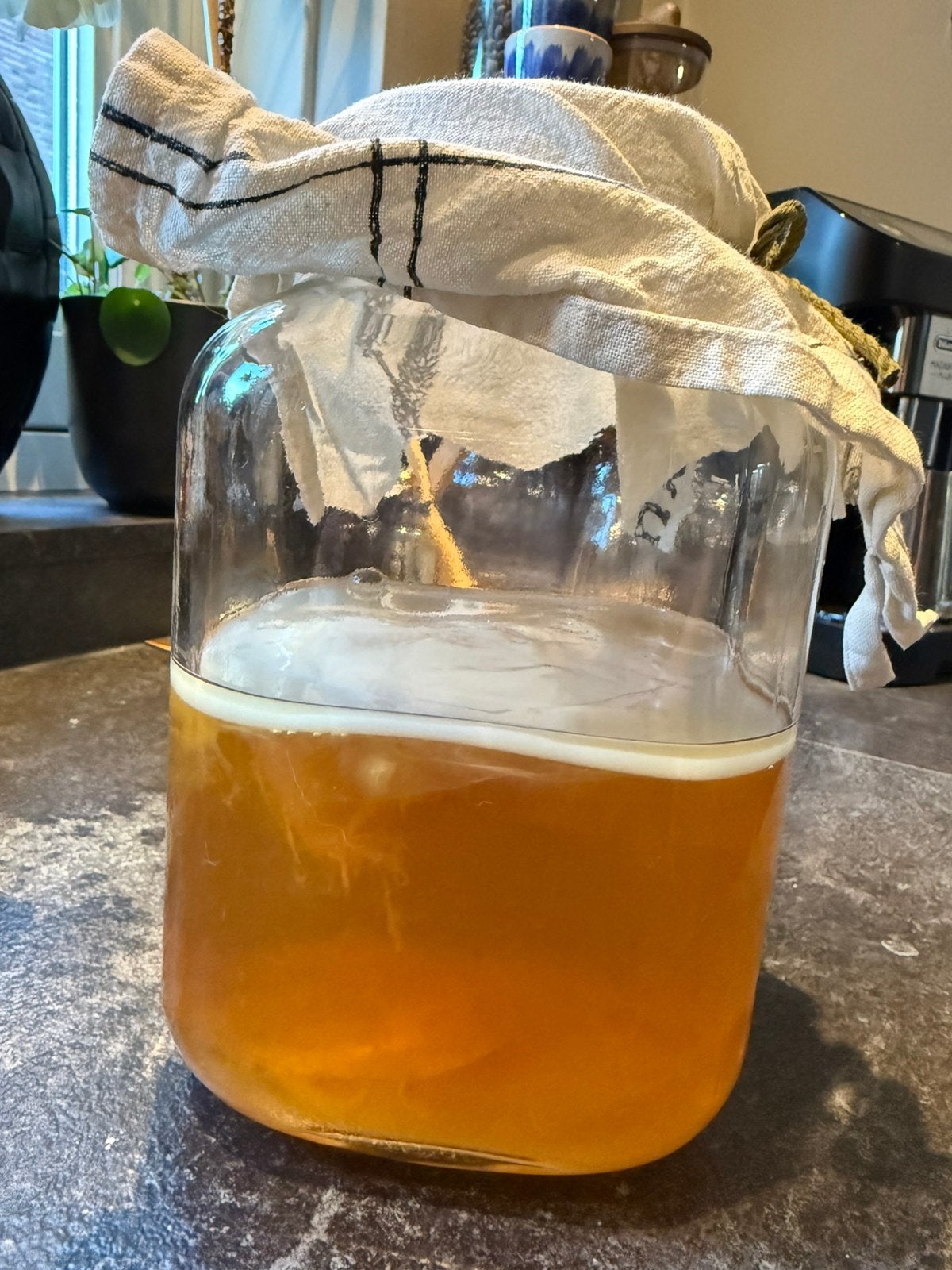 Kombucha scoby, Ophalen