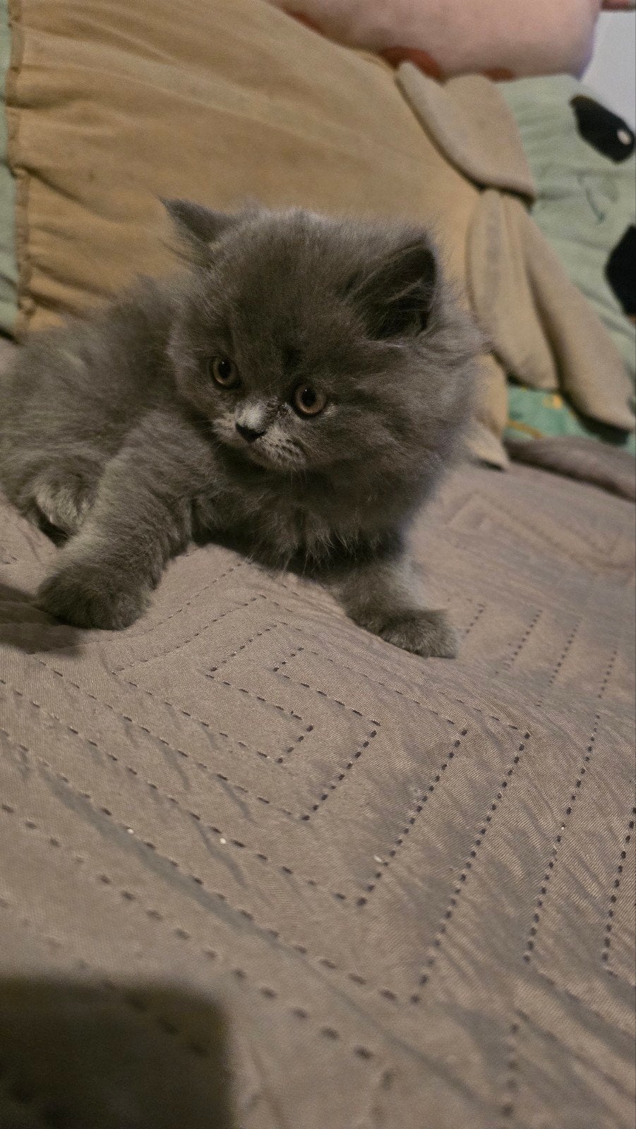 Britse Langhaar kitten, Dieren en Toebehoren, Katten en Kittens | Raskatten | Langhaar, Kater