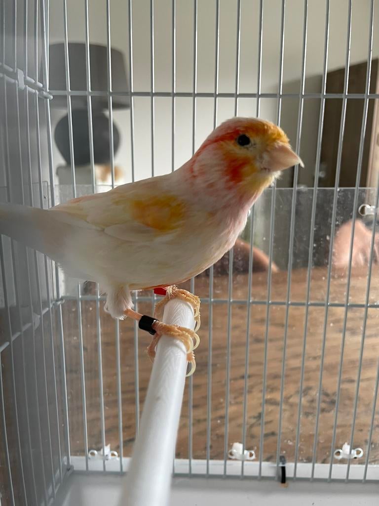 Rood mozaïek man, Dieren en Toebehoren, Vogels | Kanaries, Mannelijk, Kleurkanarie