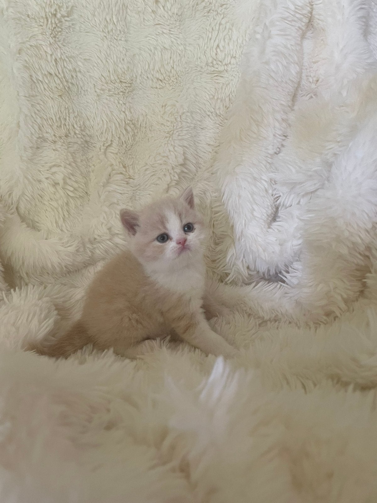 Britse korthaar cream biocolor kater, Kater, Ontwormd
