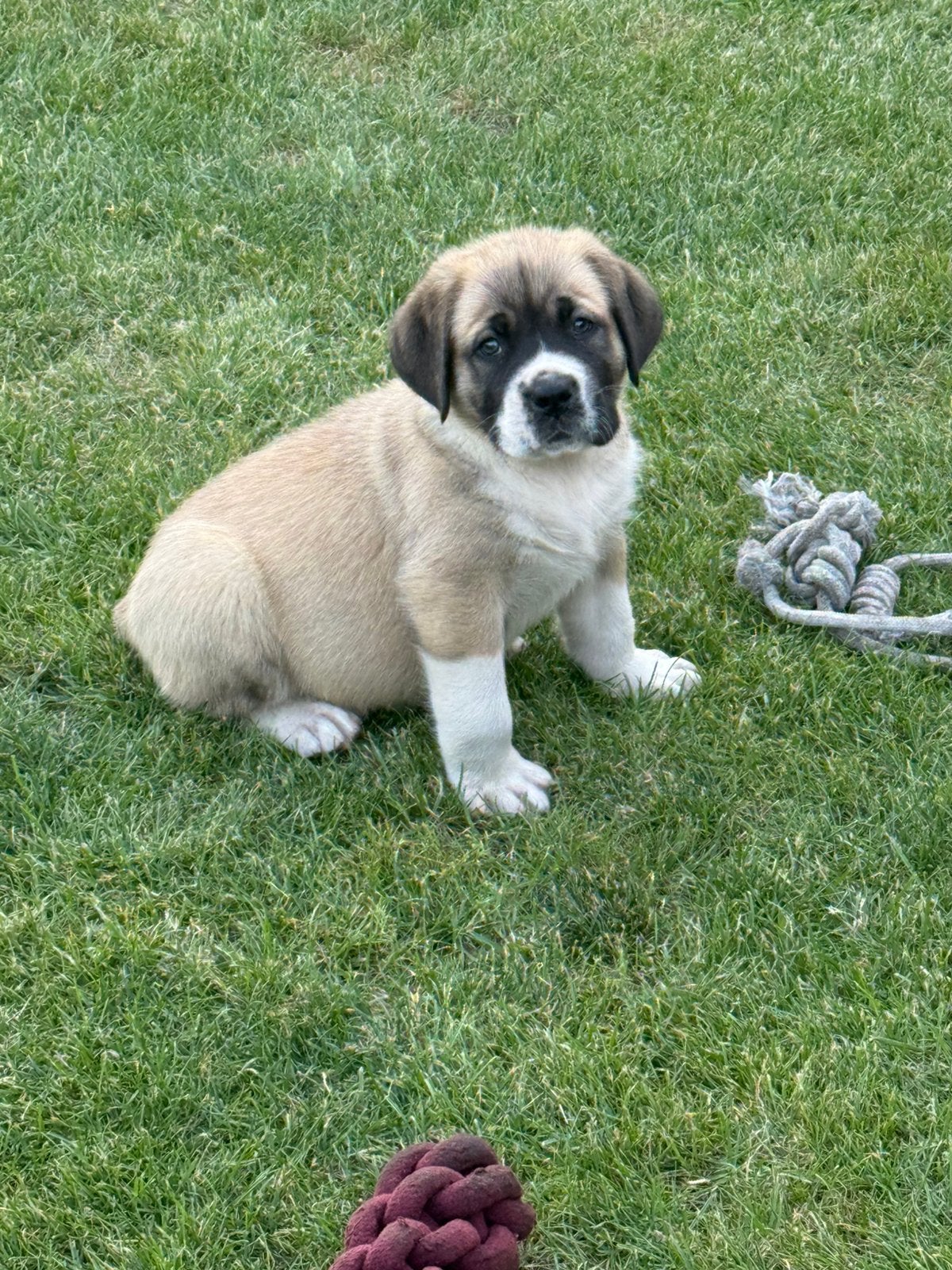 Ysterberg mastiff boerboel pups, Dieren en Toebehoren, Honden | Bulldogs, Pinschers en Molossers, Overige rassen, Meerdere, Meerdere dieren