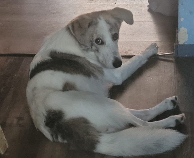 huisdieren oppas aan huis tijdens vakantie, Ophalen of Verzenden, Hond