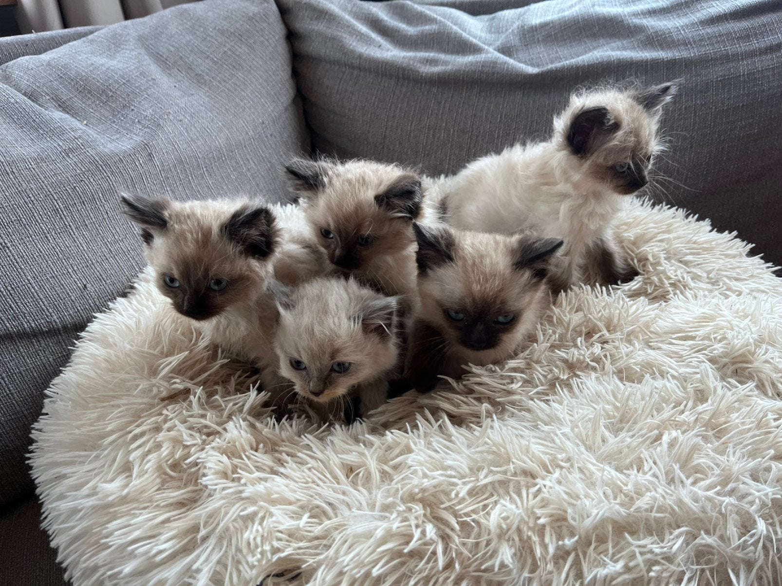 Siamees-Ragdoll kittens, Meerdere dieren, Ontwormd