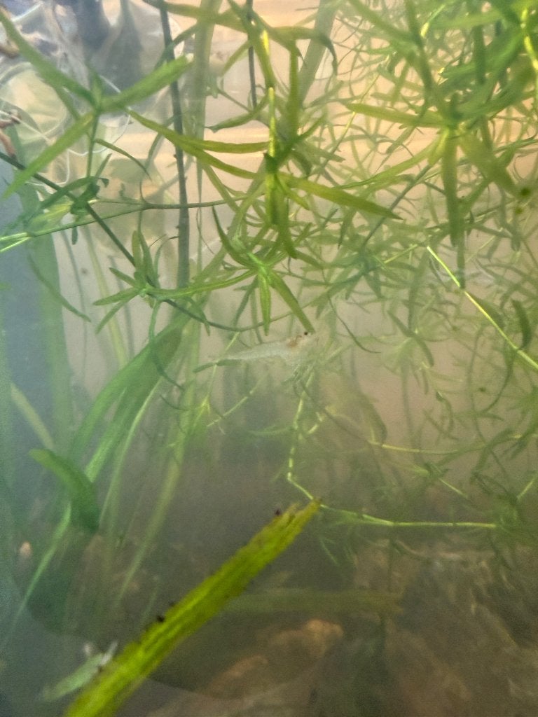 Citroen garnalen, Dieren en Toebehoren, Vissen | Aquariumvissen, Kreeft, Krab of Garnaal, Zoetwatervis