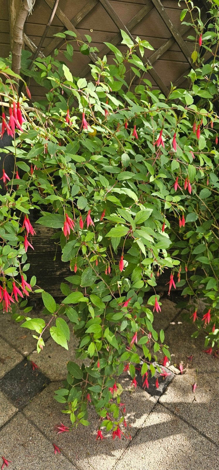 fuchsia vaste plant, Ophalen, Overige soorten, Minder dan 100 cm