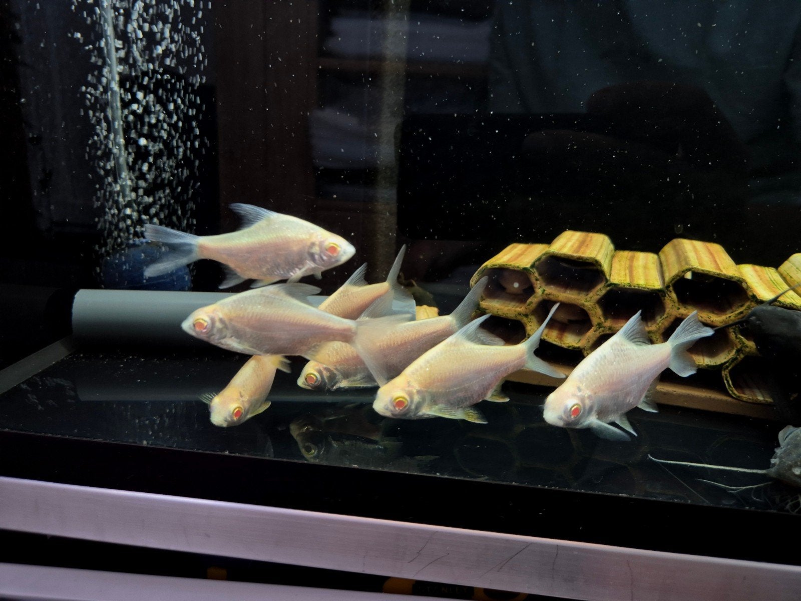 albino tinfoil barbs, Dieren en Toebehoren, Vissen | Aquariumvissen, Vis, Zoetwatervis