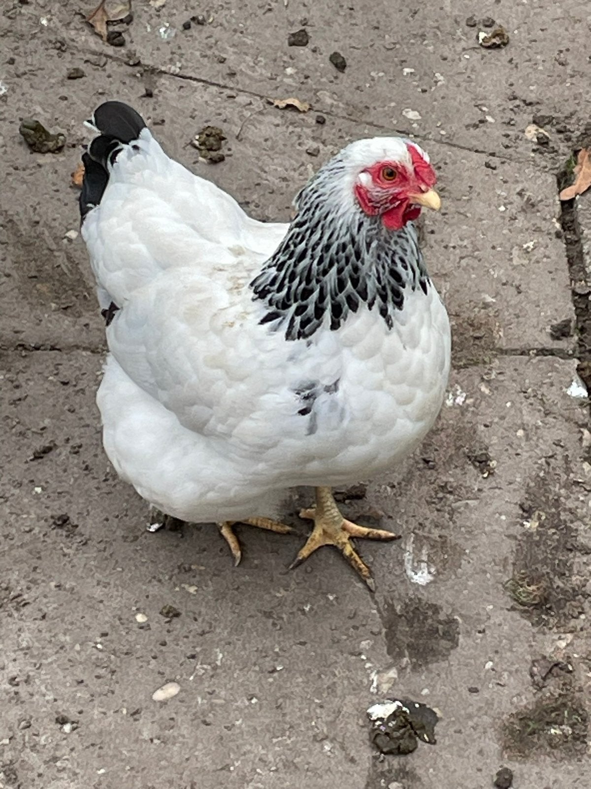 Broedeieren wyandotter columbia (kriel), Dieren en Toebehoren, Geslacht onbekend, Kip