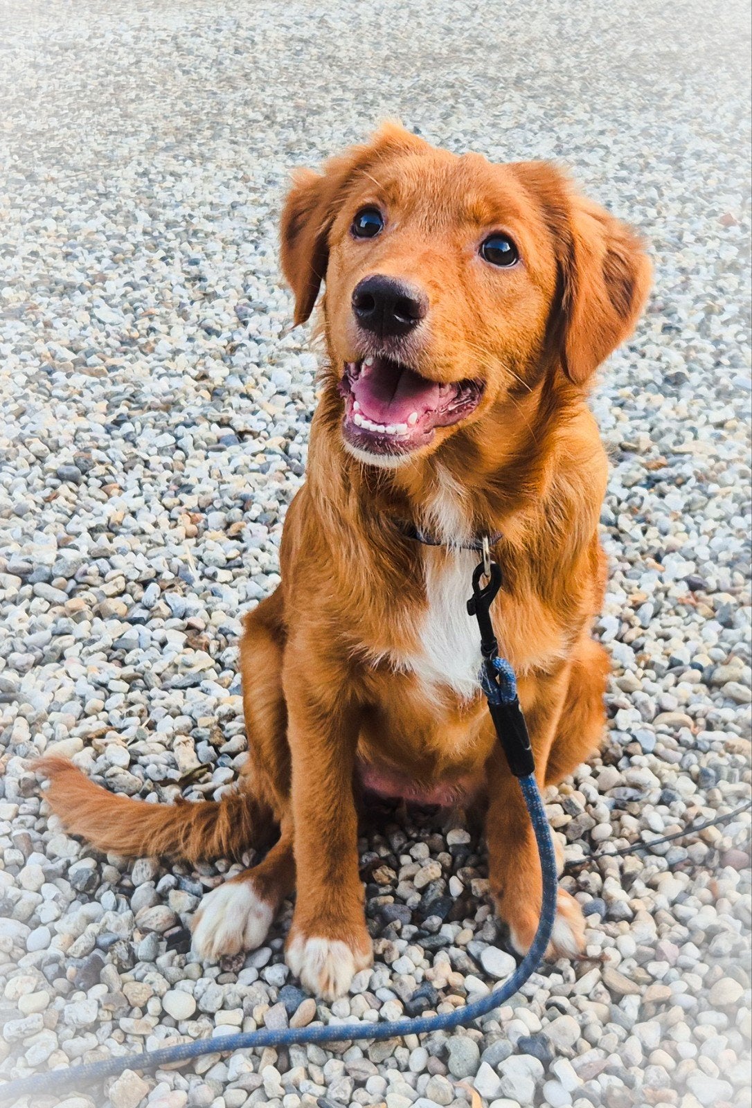 Super lieve Itzy zoekt een nieuw fijn (t)huis!♡, Dieren en Toebehoren, Parvo, 15 weken tot 1 jaar, Overige rassen, Teef