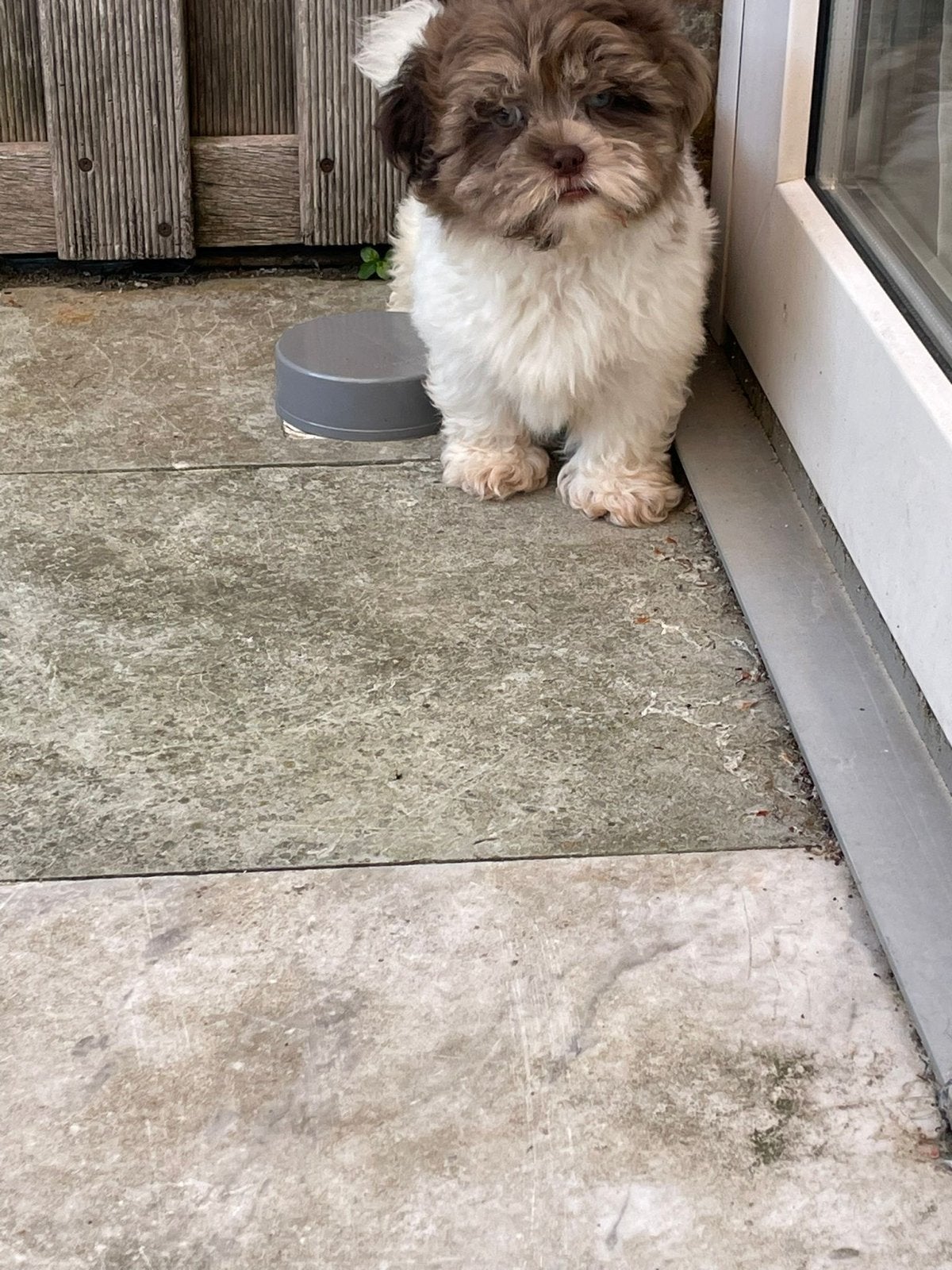 Super lieve Boomer pup! Al ingeënt en volledig gezond!, Reu, 8 tot 15 weken, Eén hond, Klein