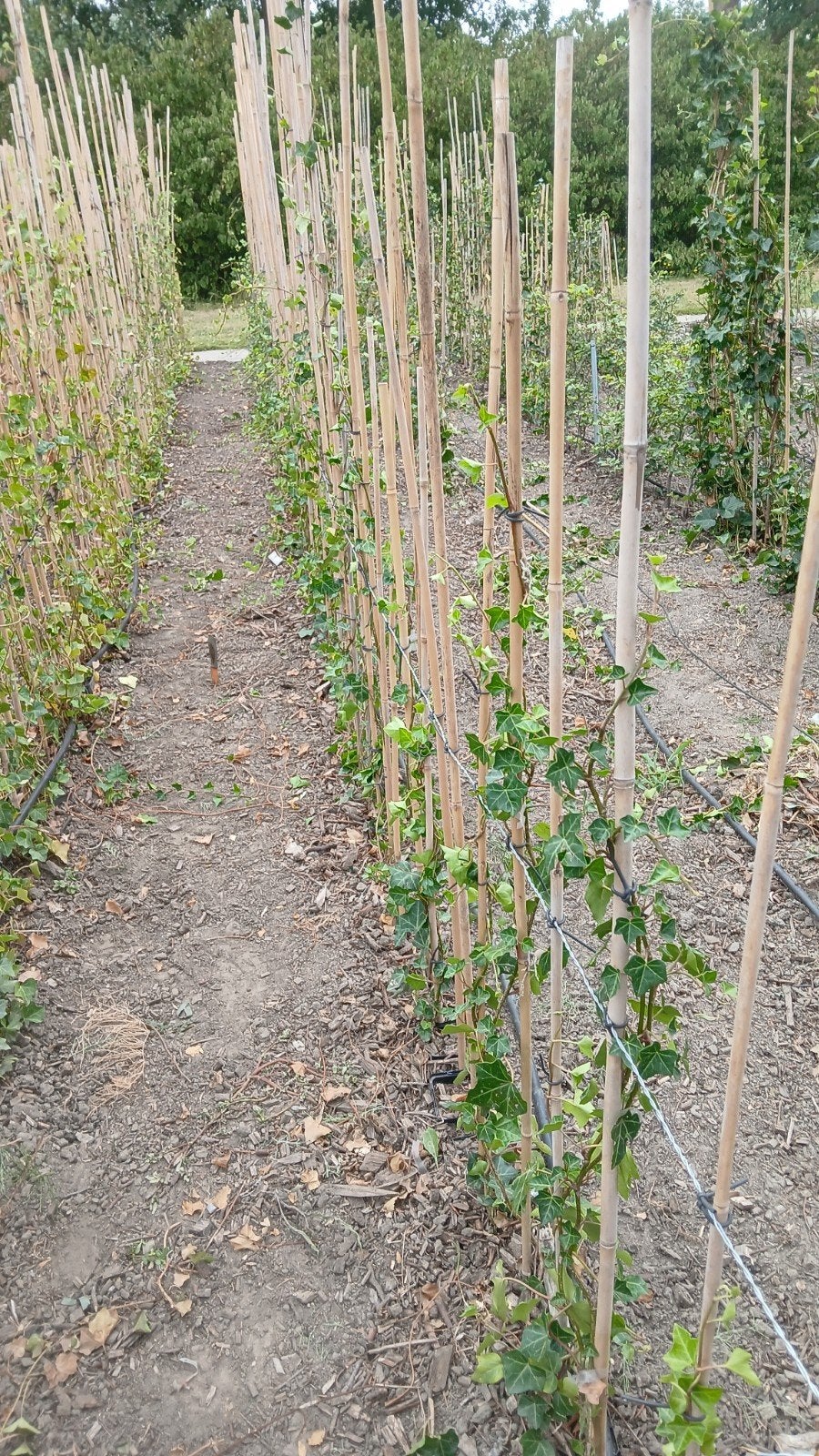 hedera haagplanten te koop aangeboden. scherp geprijsd, Ophalen, Overige soorten, Haag, 100 tot 250 cm
