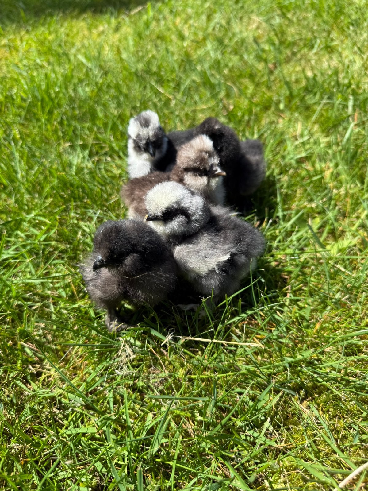usa zijdehoen hennen kuikens, Dieren en Toebehoren, Pluimvee, Vrouwelijk, Kip
