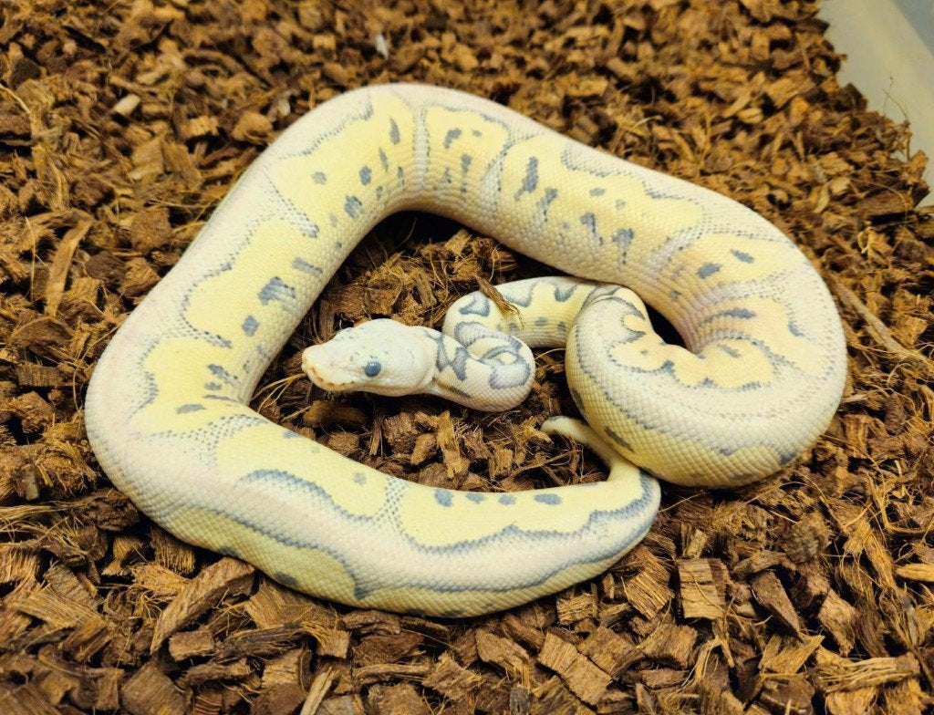LAST MINUTE HOUTEN DEALS - Diverse koningspythons Ball Python photo 13