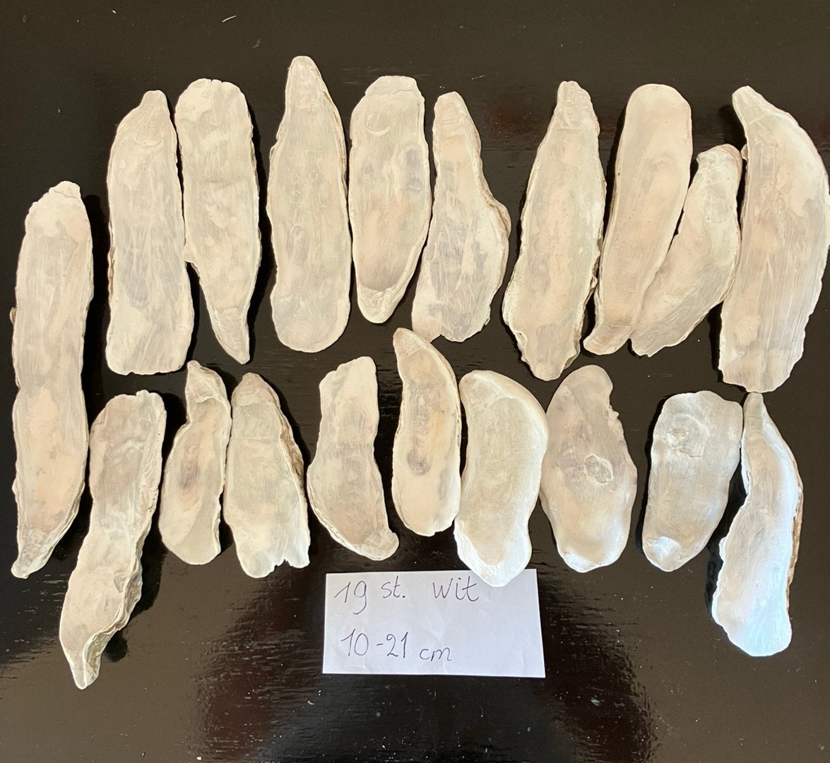 19 XXL oesterschelpen 10-21 cm ,wit geverfd, Ophalen of Verzenden, Zo goed als nieuw