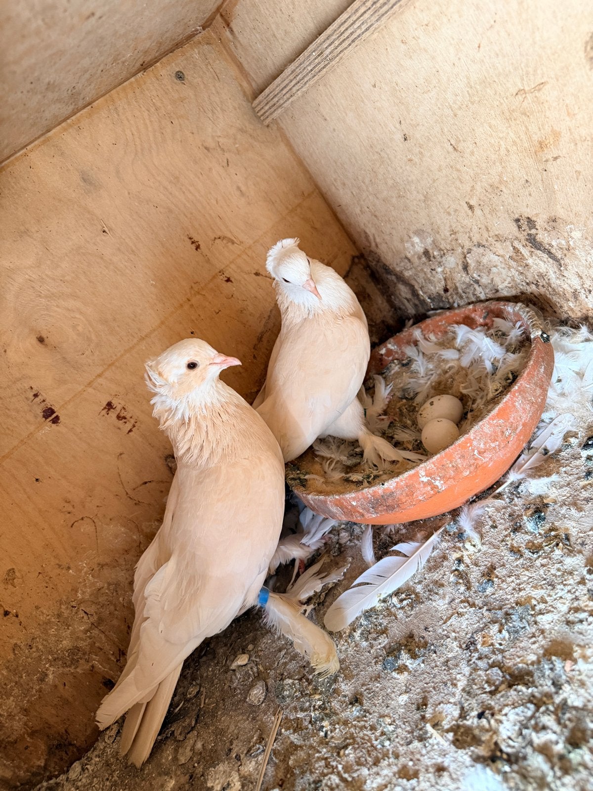 Te koop: koppel Iraakse duiven ️ Gezond en in goede staat., Meerdere dieren, Overige soorten
