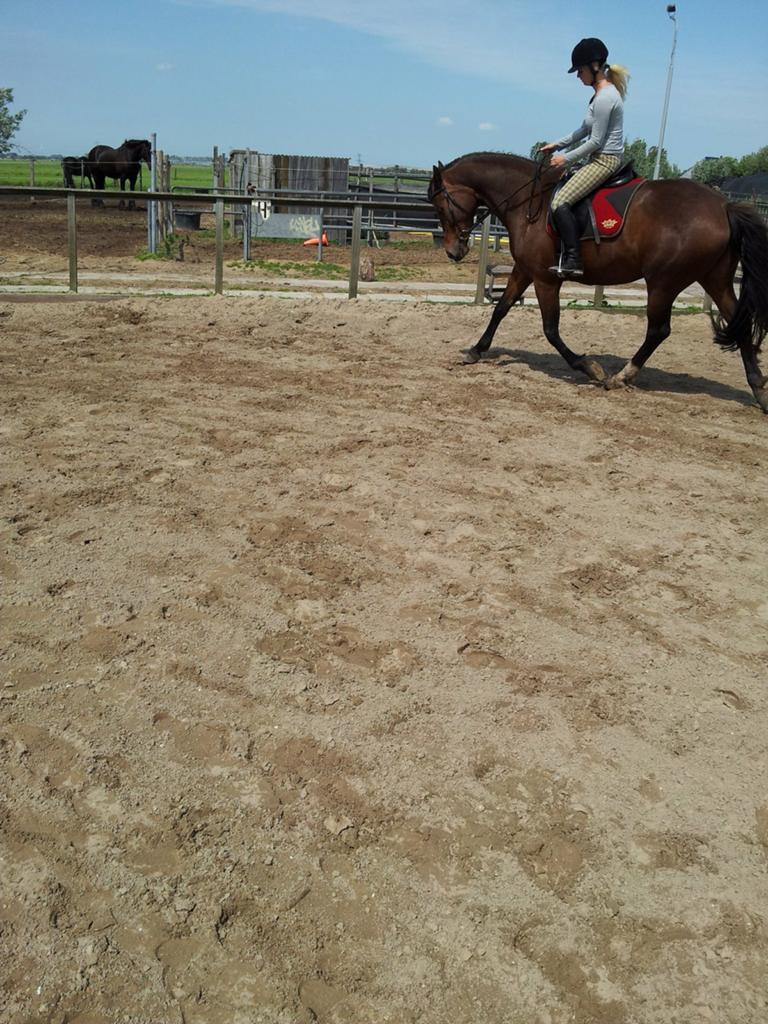 Bijrijdpaard gezocht!, Dieren en Toebehoren, Paarden en Pony's | Overige Paardenspullen, Ophalen
