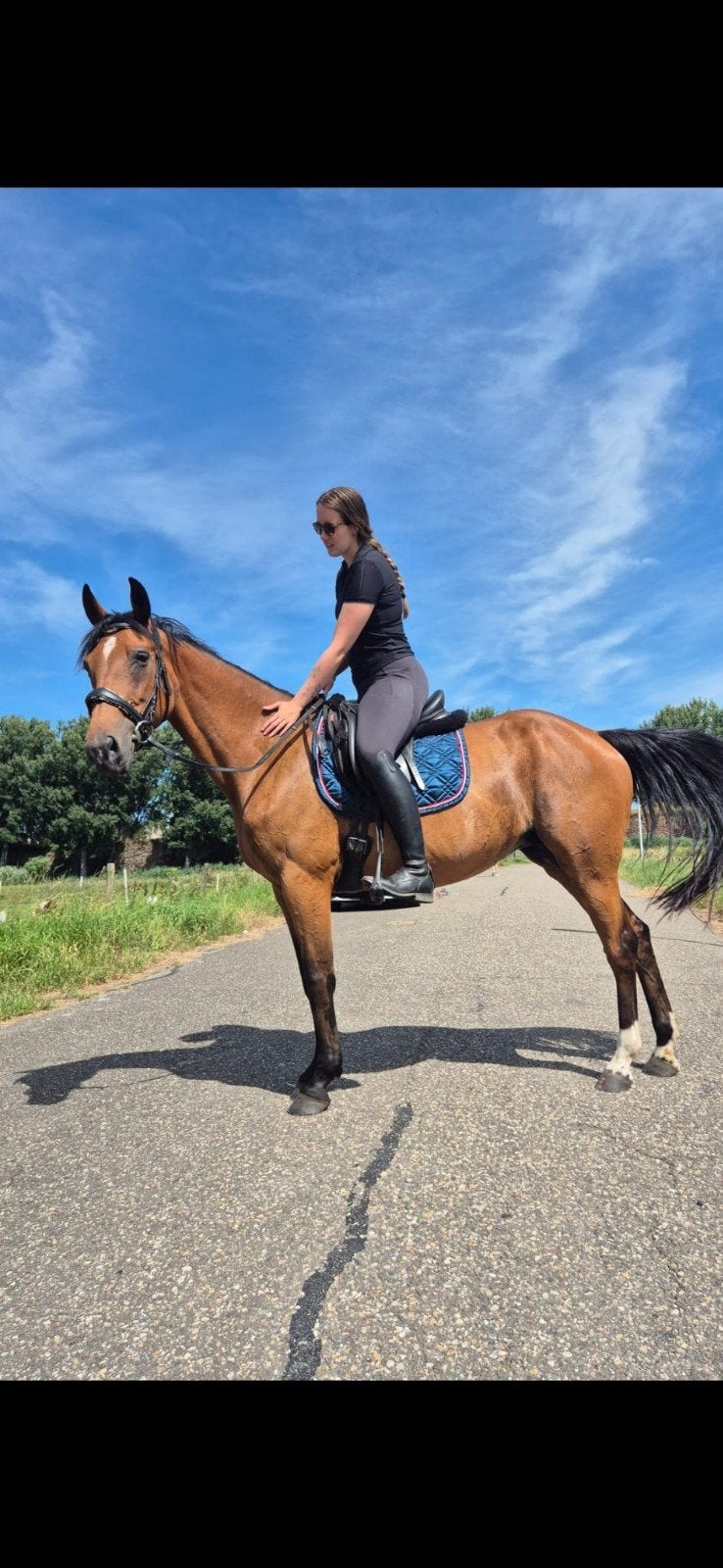 Mooie rij paard zoek een huisje, Dieren en Toebehoren, Paarden, Merrie, Recreatiepaard