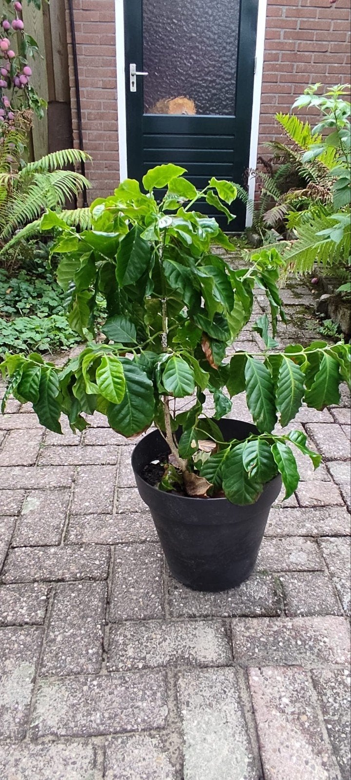 Koffieplant - Coffea Arabica, Ophalen