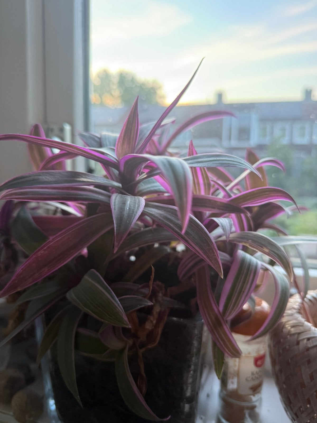 Gezocht gratis plantjes/kamerplantjes, Ophalen of Verzenden