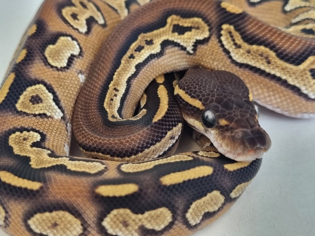 0.1 black head mojave 66% het dreamsicle koningspython Ball Python - female for sale from Snakesnballoons