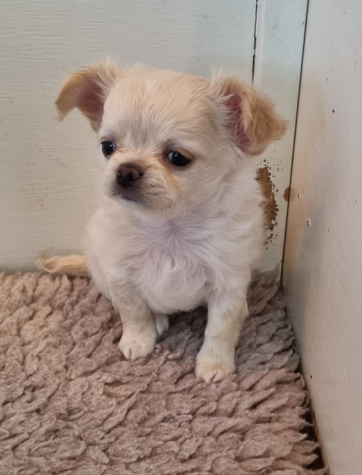 Nog 1 prachtige en lieve  chihuahua langhaar pup beschikbaar, Reu, 8 tot 15 weken, Meerdere, Chihuahua