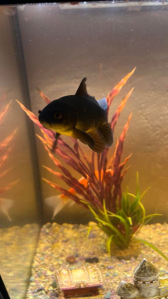 Kooi goudvissen 4 stuks, Dieren en Toebehoren, Vissen | Aquariumvissen, Vis