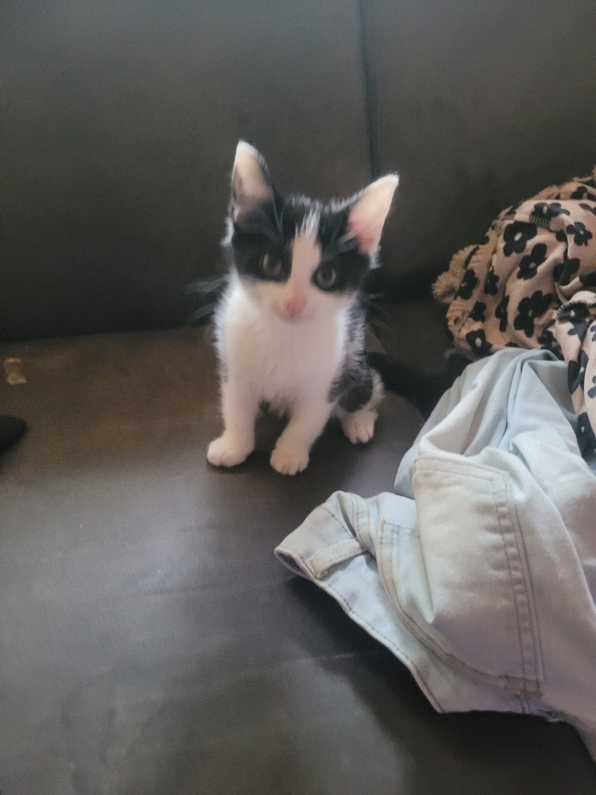 kitten, Poes