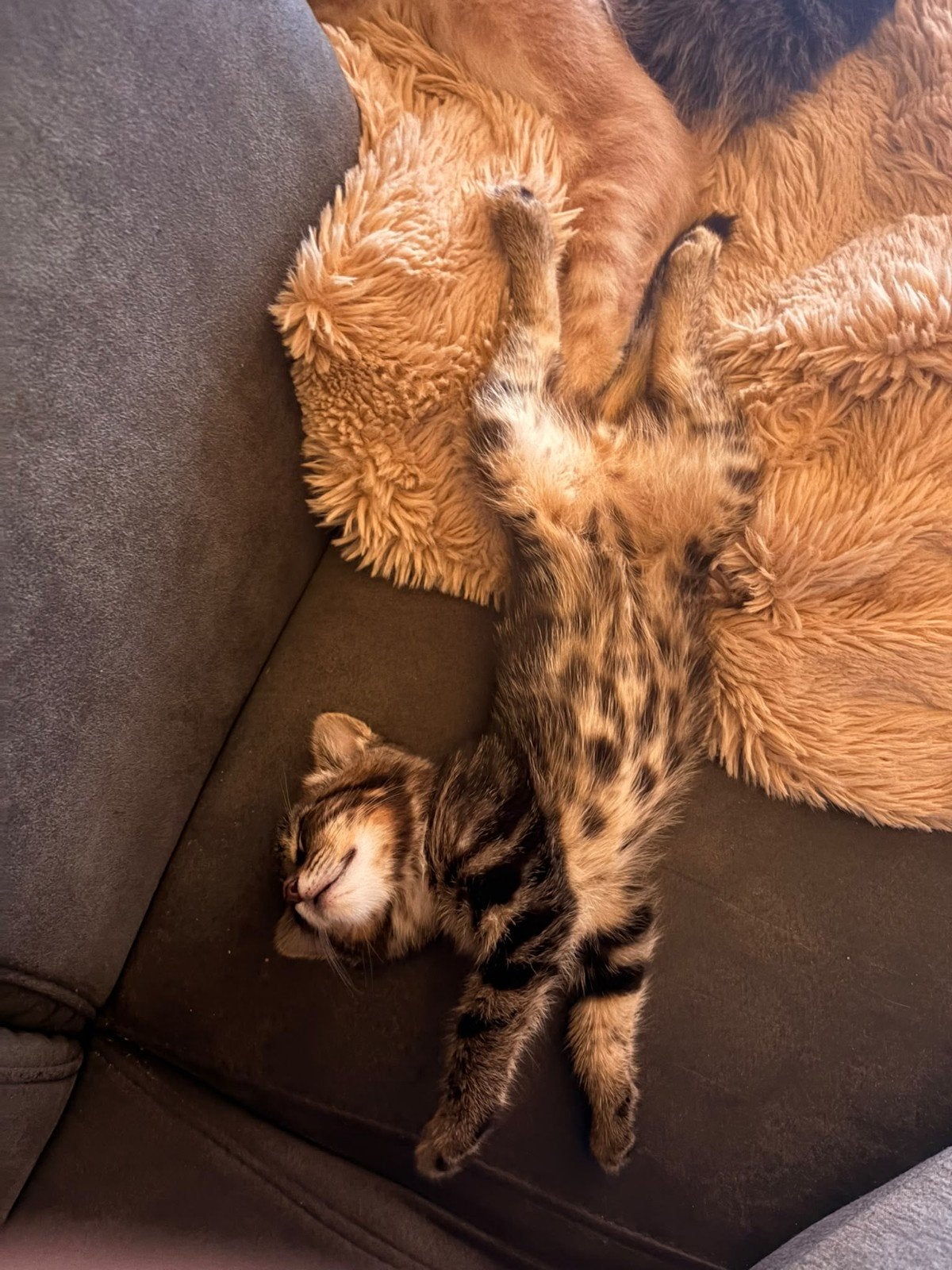 Kittens, Meerdere dieren