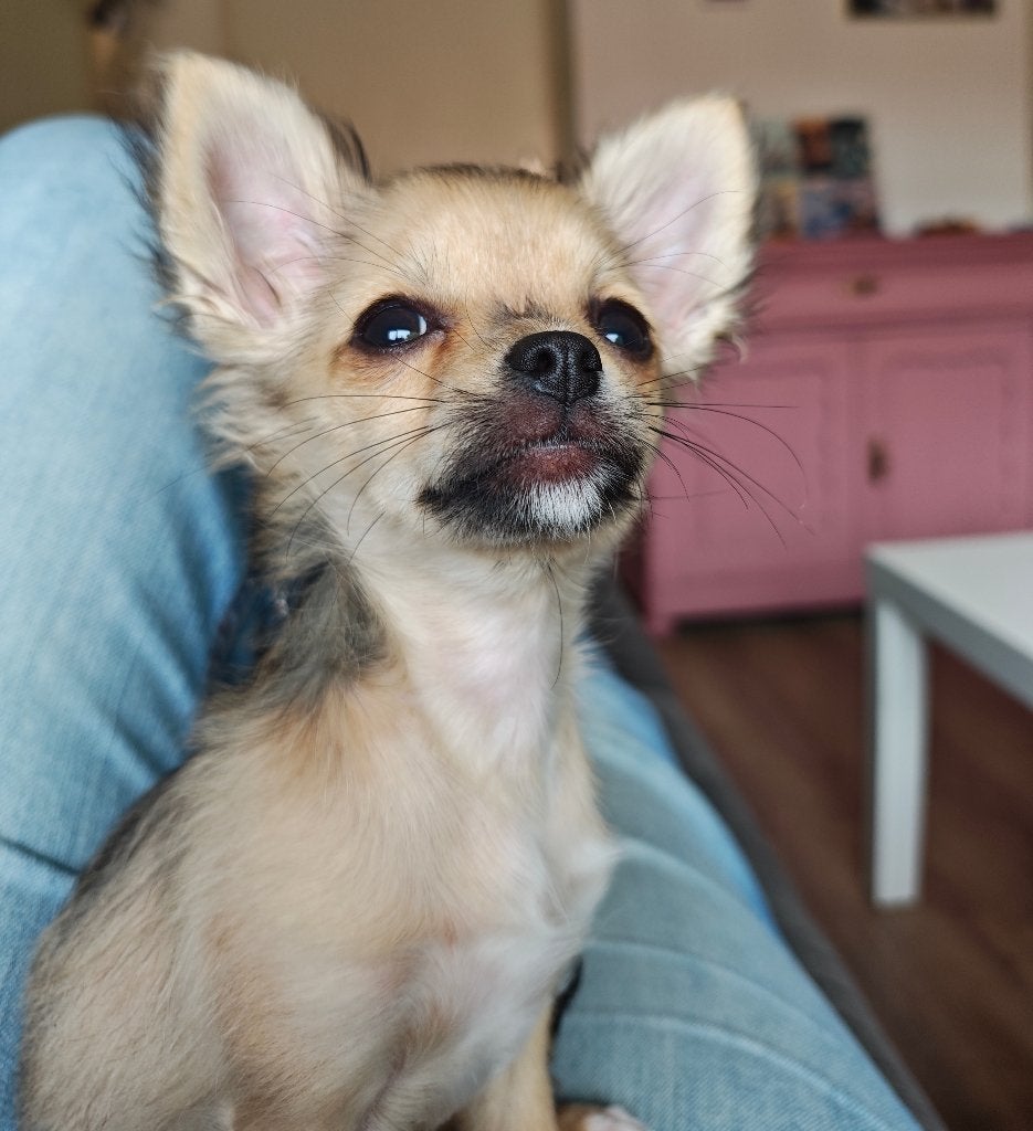 Chihuahua, Dieren en Toebehoren, 15 weken tot 1 jaar, Reu, Eén hond, Chihuahua