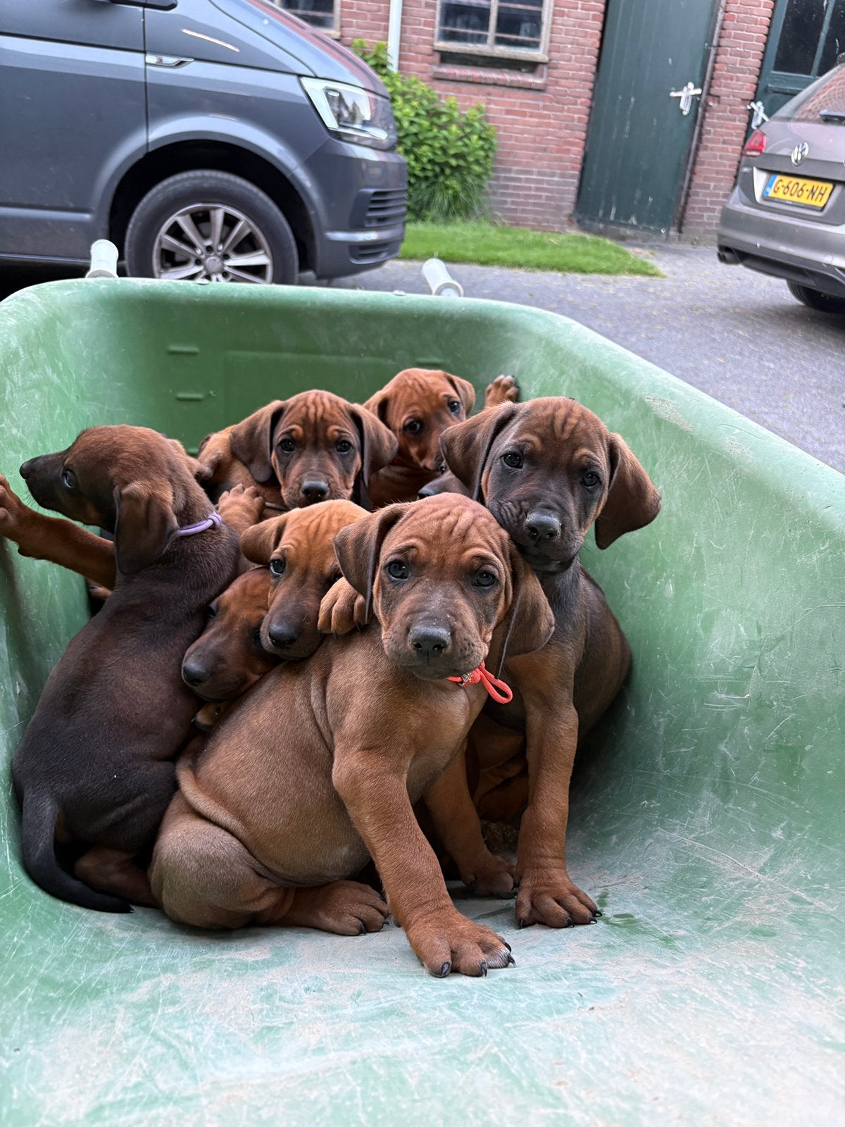 Rhodesian ridgeback nog 2 reutjes, Dieren en Toebehoren, Parvo, Overige rassen, 8 tot 15 weken, Meerdere