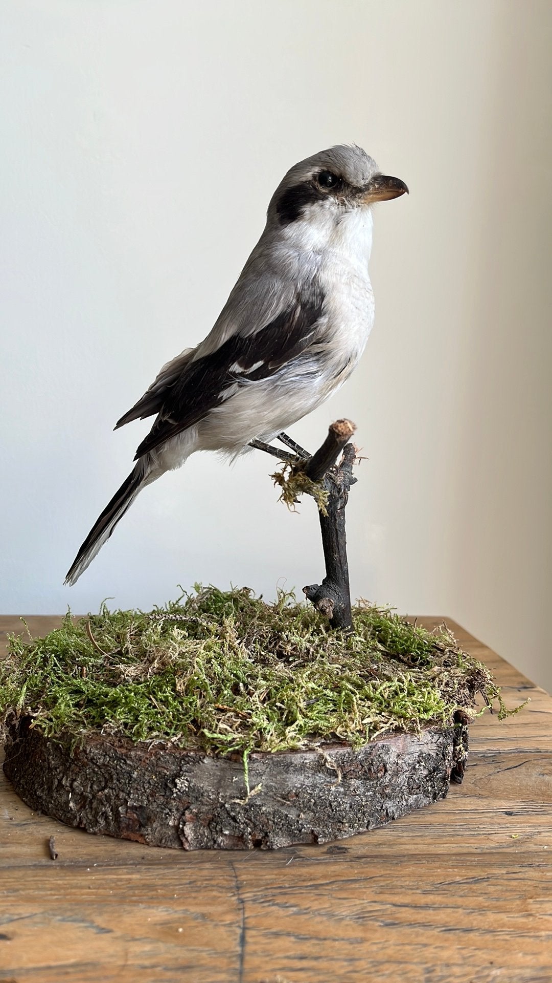 Aangeboden  bijzondere klapekster taxidermie, Ophalen of Verzenden, Gebruikt, Vogel, Opgezet dier