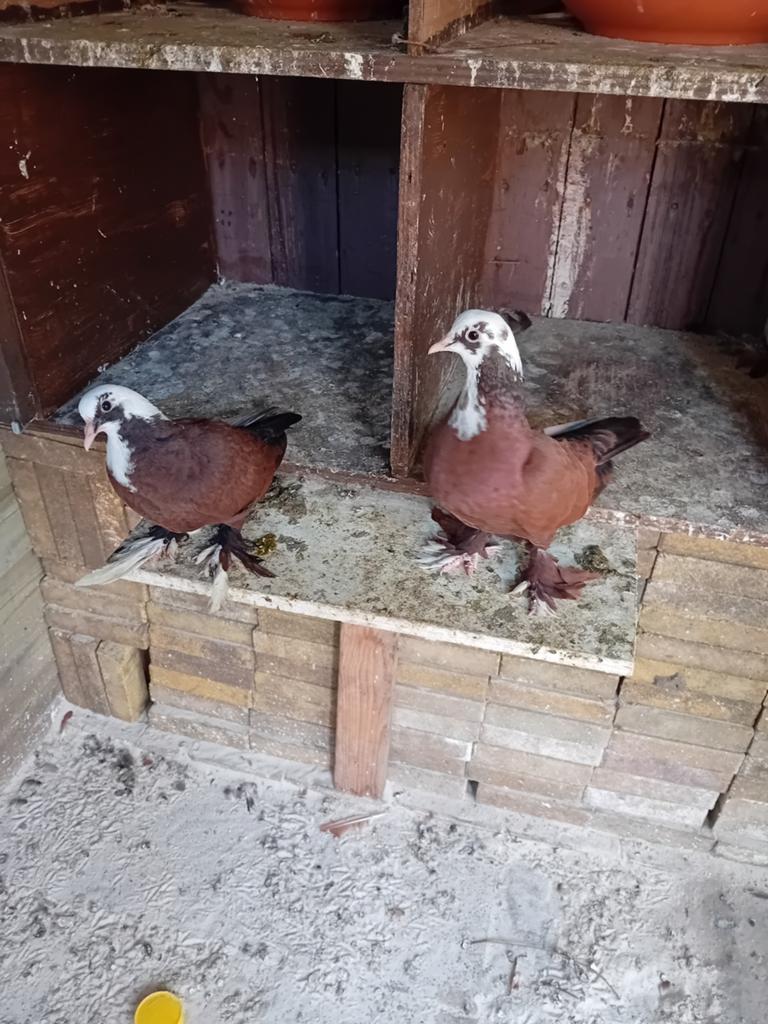 Mooi Jonge sierduiven, Dieren en Toebehoren, Vogels | Duiven, Meerdere dieren, Overige soorten