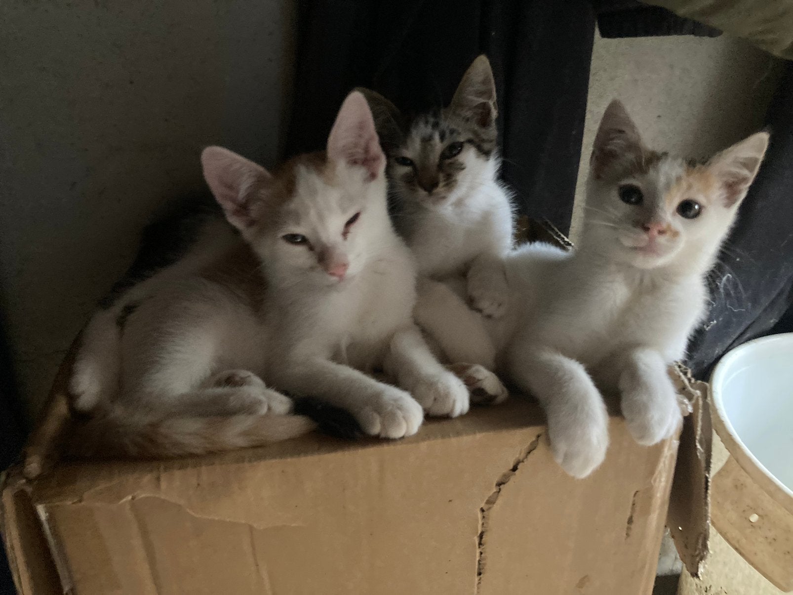 Lieve kittens zoeken een nieuw huisje, Dieren en Toebehoren, Meerdere dieren