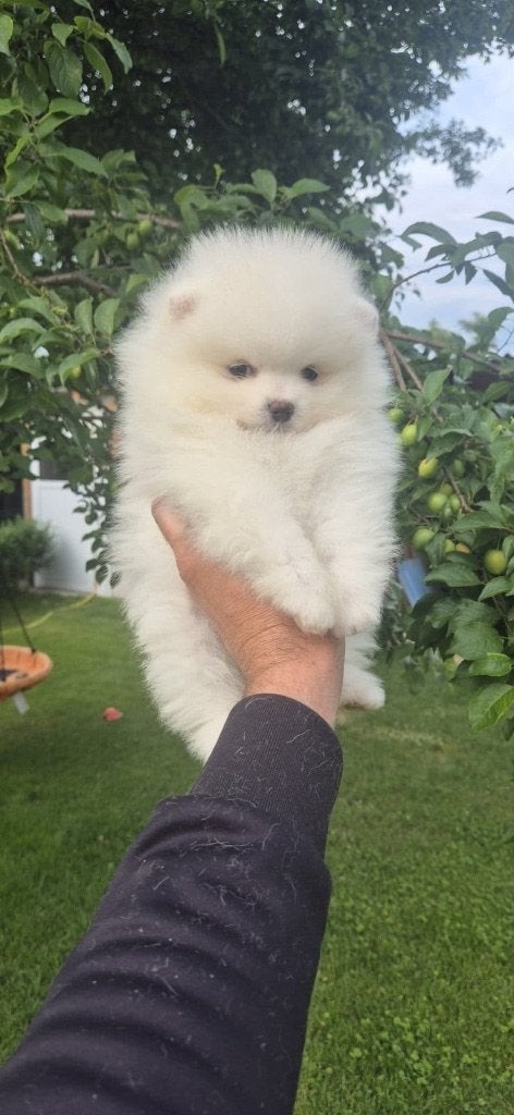 Pomiraan pup, Keeshond, 8 tot 15 weken, Teef, Parvo