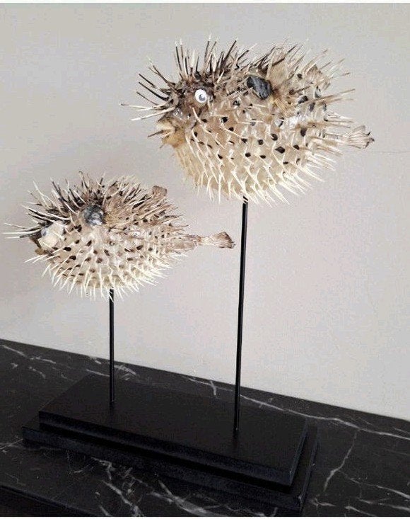 Gave unieke dubbele blowfish puffervissen op 1 voet, Nieuw, Ophalen of Verzenden, X, X