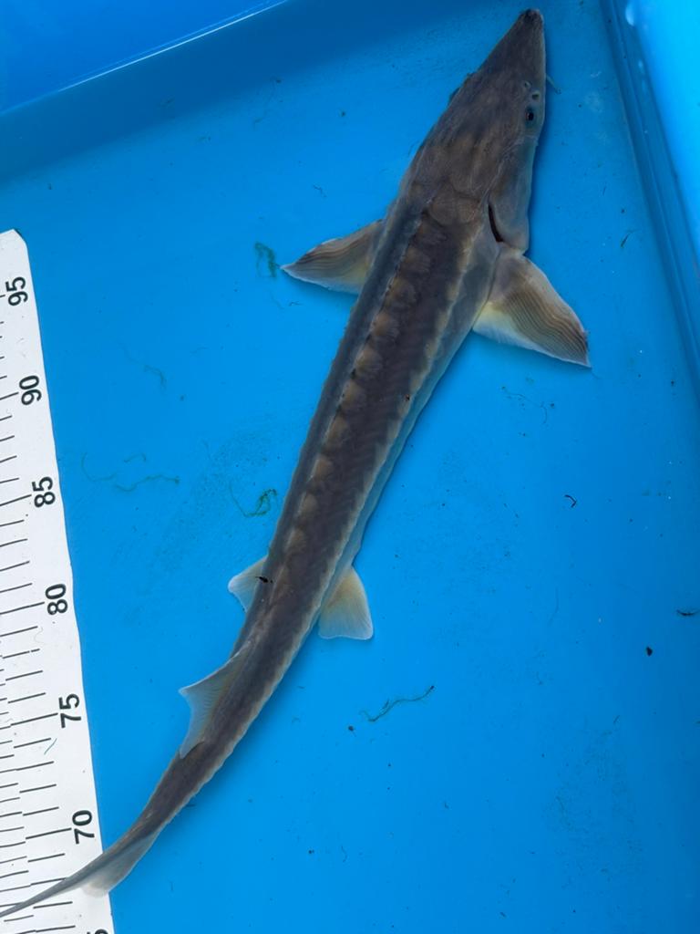 45 cm steur ( 25 euro), Dieren en Toebehoren, Steur
