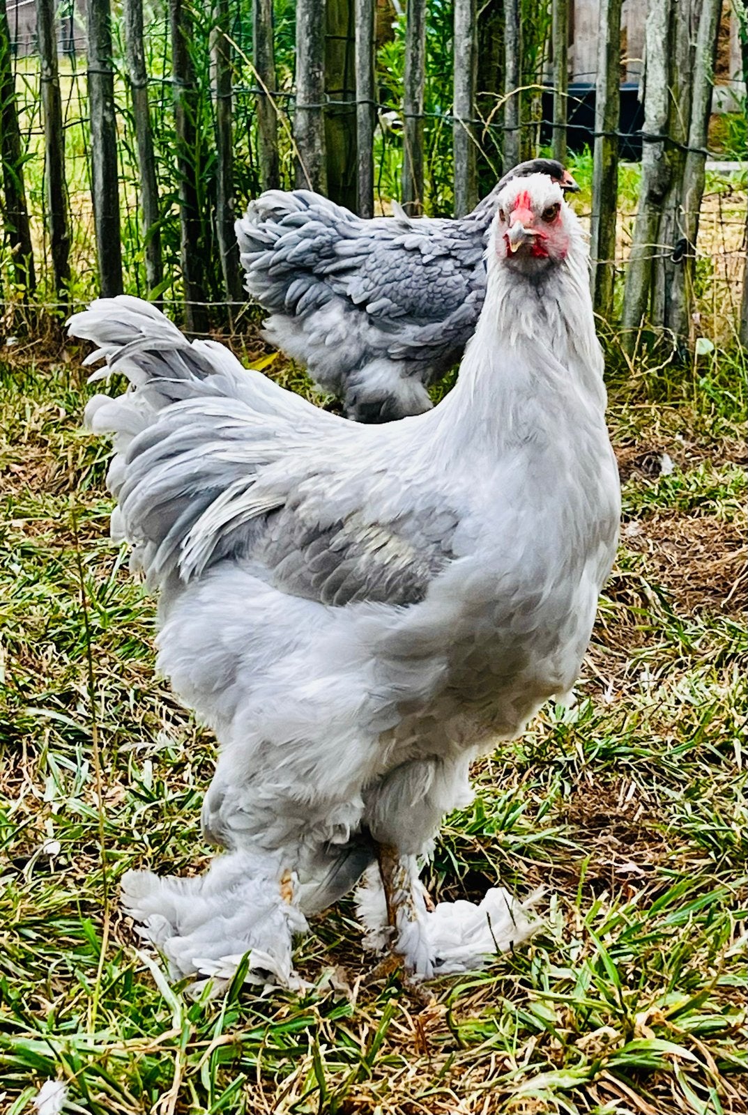 Isabelkleurige jonge rustige Brahma haan, Mannelijk, Kip