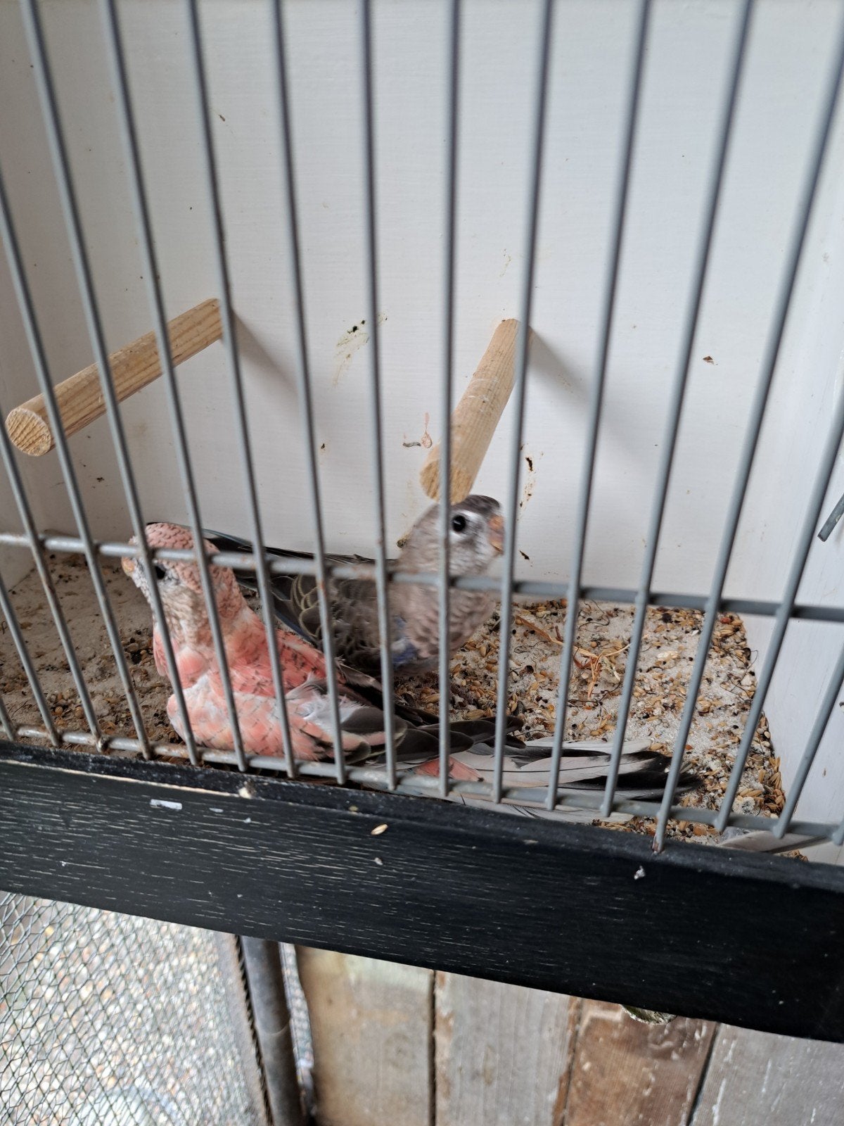 te koop een koppel boerkes parkieten, Dieren en Toebehoren, Meerdere dieren, Tropenvogel